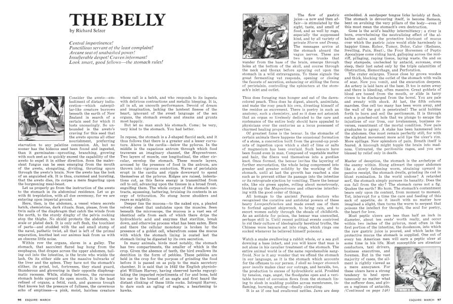 The Belly